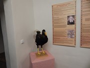 Výlet Dobrovice  Ptačí svět